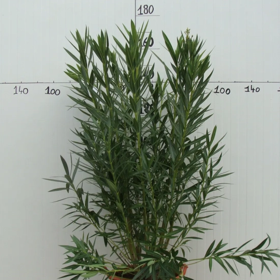 Laurier rose 'luteum Plenum'