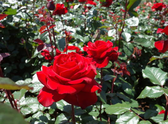 Rosier 'Ingrid bergman '