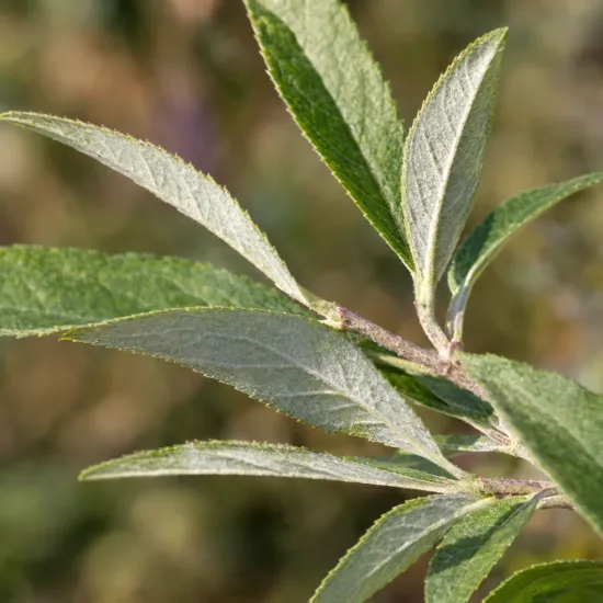 Arbre aux papillons 'Sophie' (Buddleia davidii) — gros plan sur rameau avec feuilles lancéolées