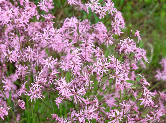 Fleur de coucou
