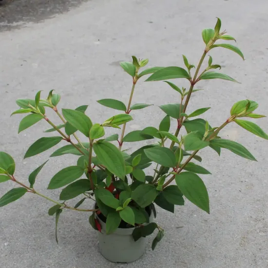 Tibouchine 'Blue moon' (Tibouchina urvilliana) — jeune arbuste vert ramifié en pot de culture · Pot 3.5L