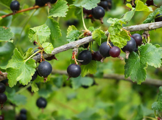 Cassissier 'Noir de bourgogne'