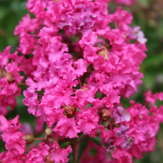 Lilas des indes 'Houston'