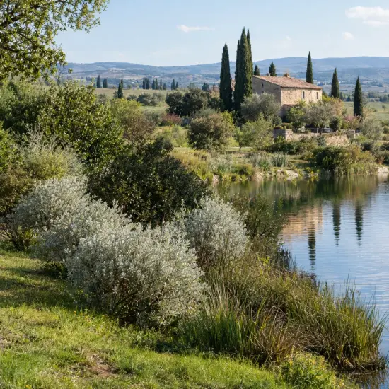 Saule crevette 'Iceberg alley' (Salix candida) — massif d’arbustes au bord d’un étang