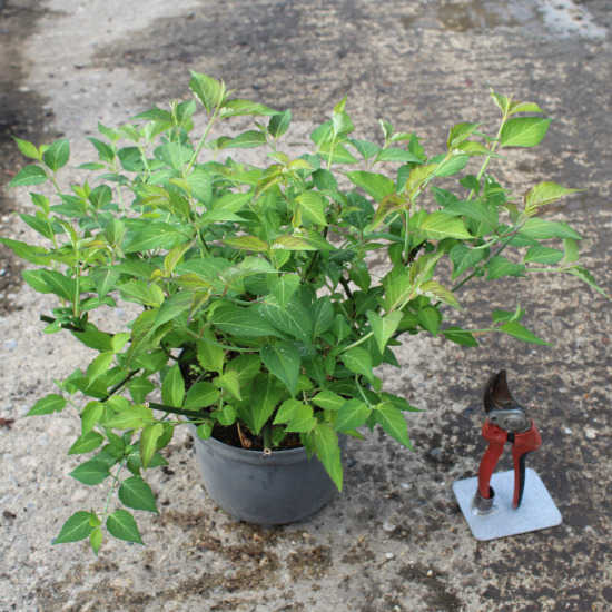 Arbre aux faisans 'Purple rain'