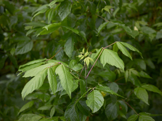 Érable à feuilles de frêne