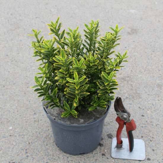 Fusain du japon 'Micro aureomarginatus'