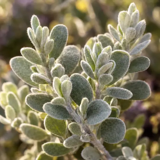 Sauge du désert 'San antonio rose' (Leucophyllum frutescens) — gros plan sur feuillage ovale gris et duveteux