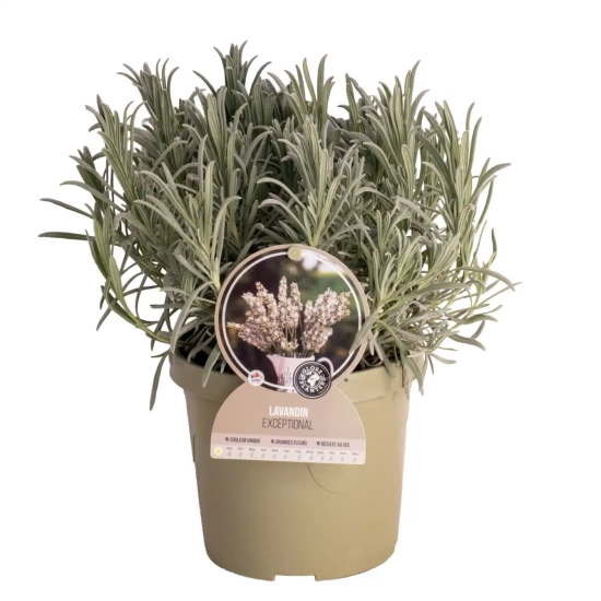 Lavandin 'Exceptional blanche'