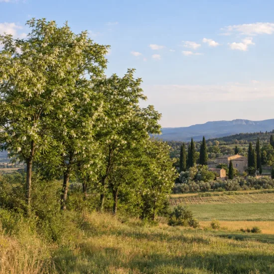 Robinier faux-acacia pusztavacs 'Pusztavacs' (Robinia pseudoacacia) — alignement d'arbres en lisière de champ rural · Photo d'illustration