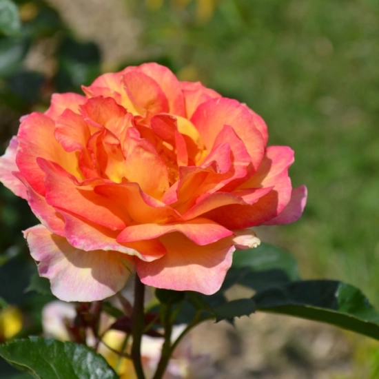 Rosier 'La parisienne '