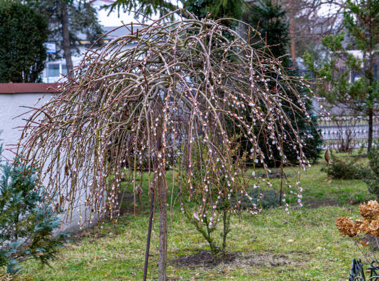 Saule marsault 'Curly locks'