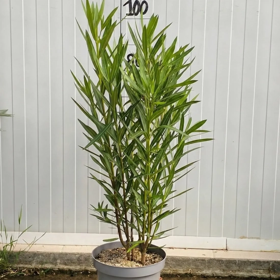 Laurier rose splendens variegata