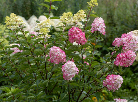 Hortensia paniculé 'Vanille fraise'
