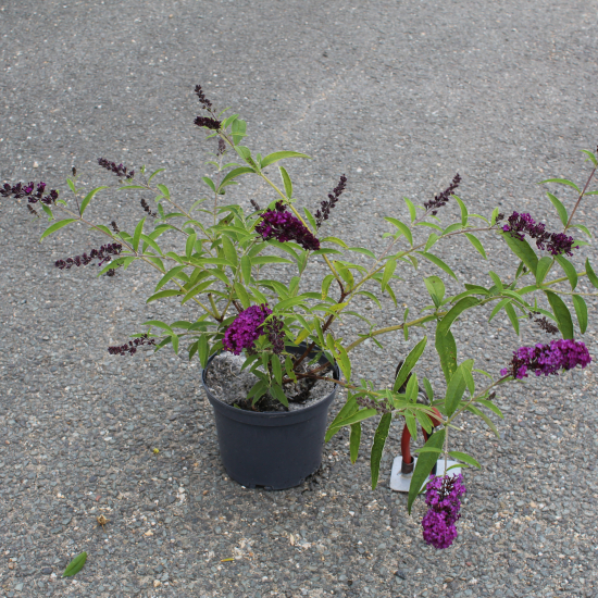Arbre aux papillons 'rouge royal'