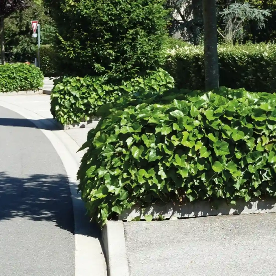 Lierre couvre-sol 'Bellecour ®'