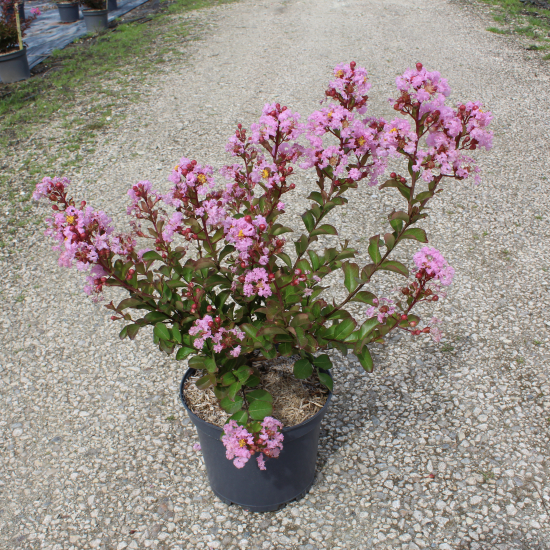 Lilas des indes 'Soir d ete'