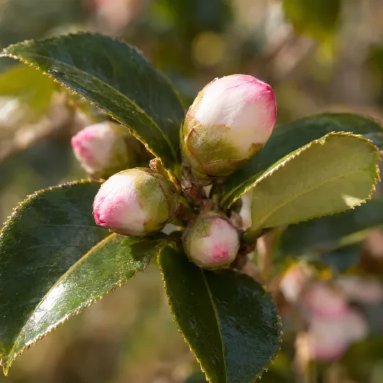 Camelia 'Yoimachi' (Camelia sasanqua) — gros plan de boutons floraux rosés et feuilles brillantes · Photo d'illustration