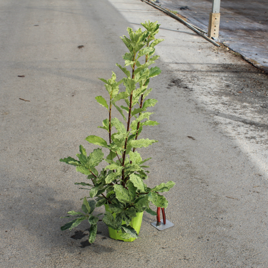 Photinia 'Pink crispy'