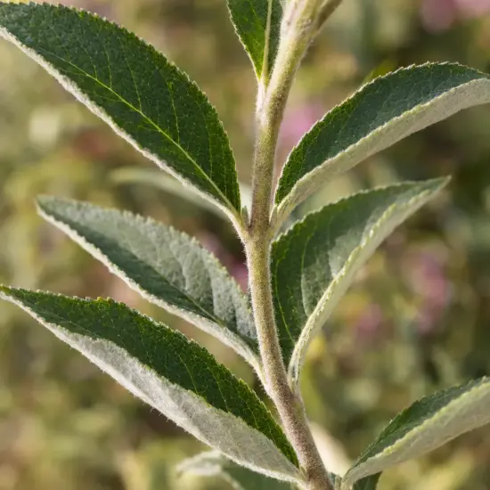 Arbre aux papillons rose 'Flutterby pink' (Buddleia davidii) — tige verticale avec feuilles lancéolées velues