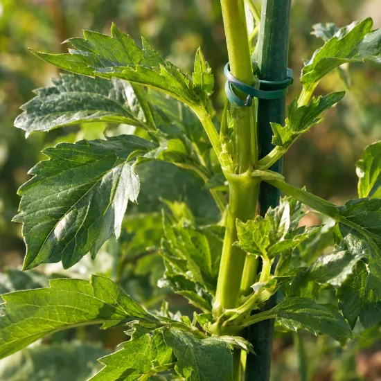 Vivace estivale 'Nancy' (Dahlia) — tige verte nouée à un tuteur, gros plan · Photo d'illustration
