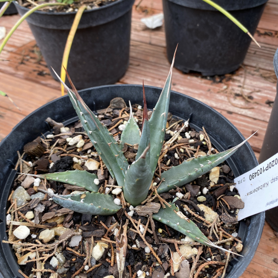 Agave  'Kaibabensis'