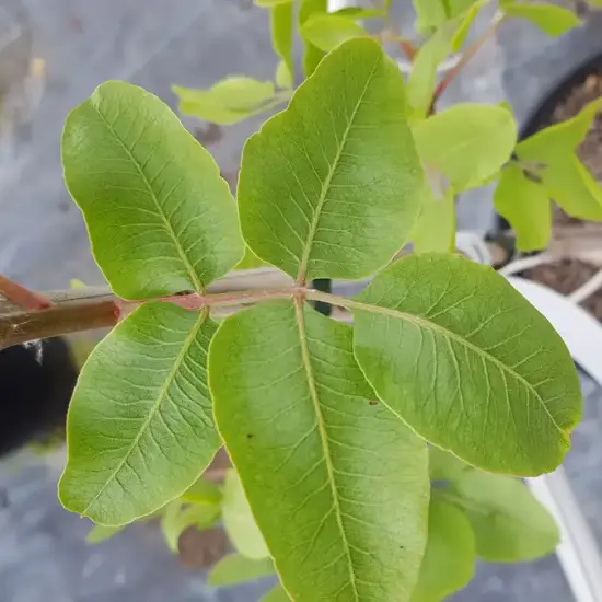 Pistachier à fruits 'Kerman femelle' (Pistacia vera) — gros plan sur jeunes feuilles vertes en pot