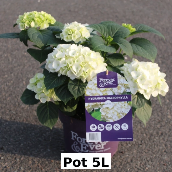Hortensia 'Forever and ever blanc'