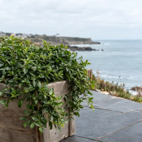 Fusain de fortune 'Radicans' (Euonymus fortunei) — feuillage retombant dans bac en bois au bord de mer