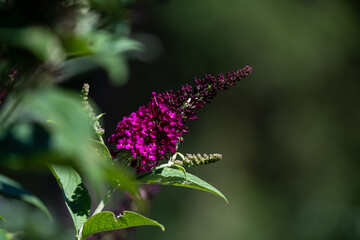 Arbre aux papillons 'rouge royal'