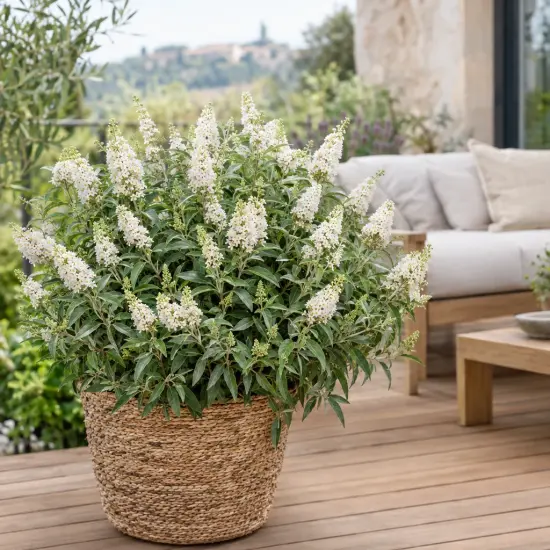 Buddleia 'Butterfly candy little white' (Buddleja davidii) — arbuste fleuri en pot sur terrasse bois