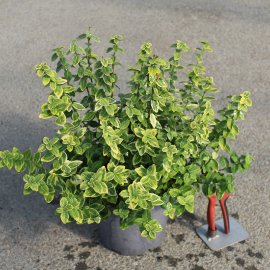 Fusain de fortune 'Emerald n gold'