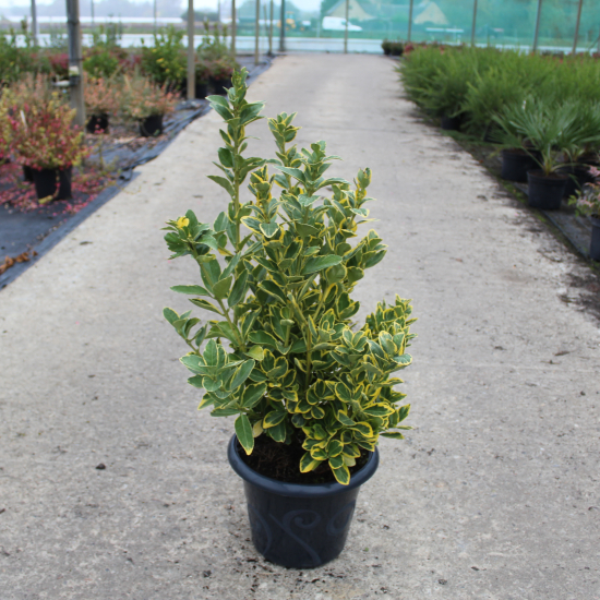 Fusain du japon 'Aureomarginatus'