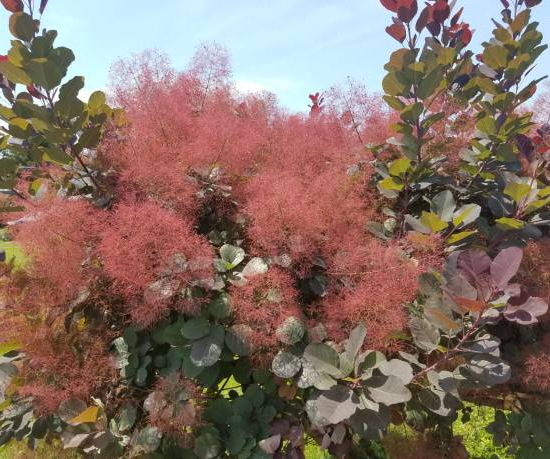 Arbre à perruque 'Dusky maiden'