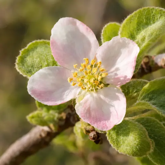 Cognassier 'Portugal' (Cydonia oblonga) — fleur simple ouverte sur fond de feuillage