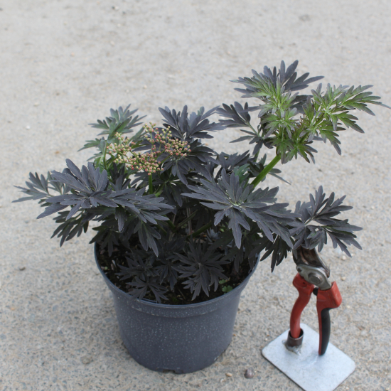 Sureau noir 'Laced up'