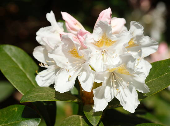 Azalée japonaise 'Lily blanc'