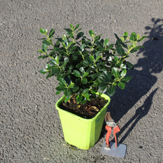 Escallonia 'Pink elle'