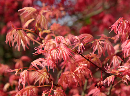 Érable à peau de serpent 'Red flamingo'