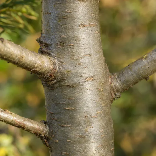 Sapin de bornmuller (Abies bornmulleriana) — gros plan sur tronc et jeunes branches · Photo d'illustration