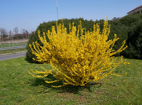 Forsythia 'Lynwood'