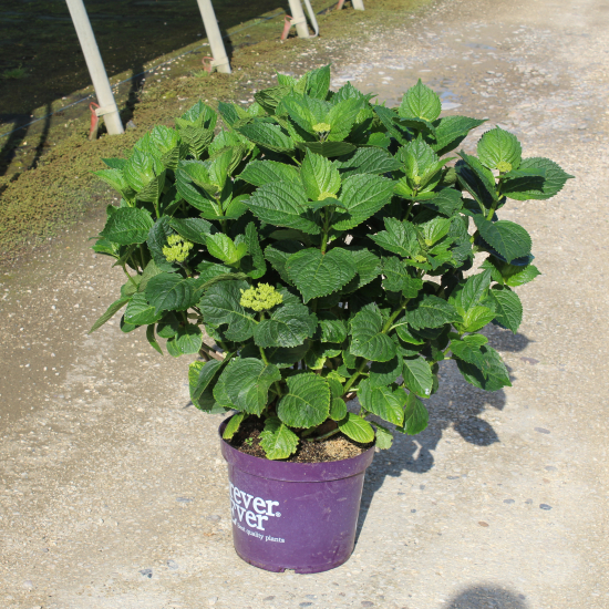 Hortensia 'Forever and ever blanc'
