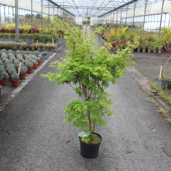 Érable du japon 'Sango kaku vert'