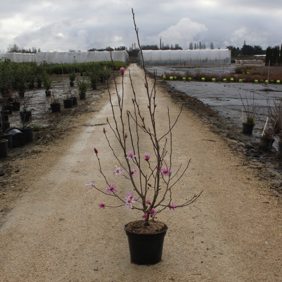 Magnolia 'Leonard messel'
