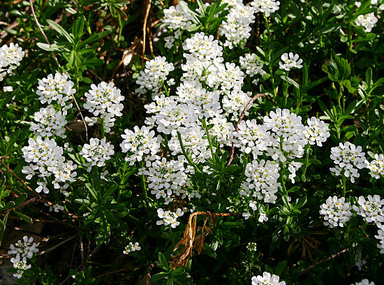 Escallonia blanc