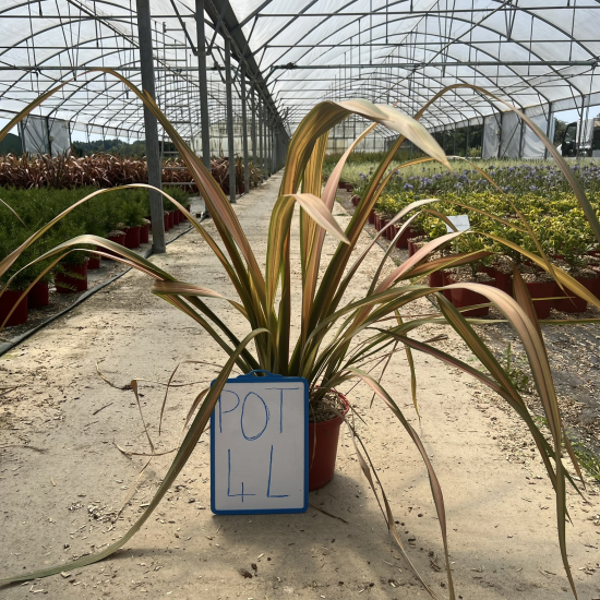 Phormium 'Jester'