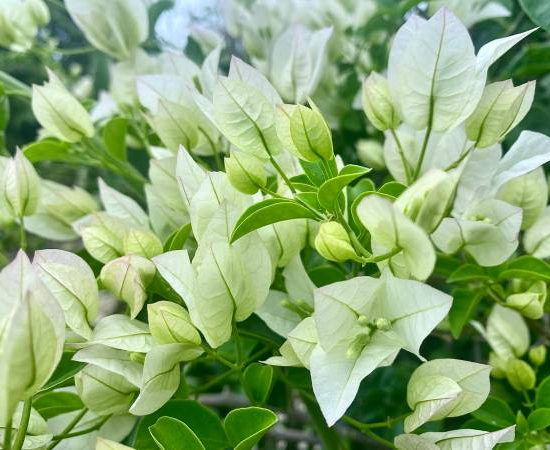 Bougainvillée glabra trep. blanc
