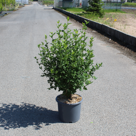 Althéa 'Red heart blanc'