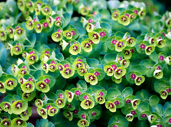 Euphorbe 'Martinii'