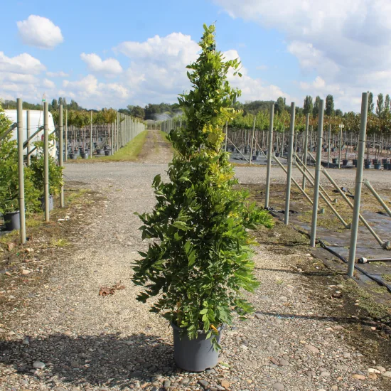 Glycine 'Black dragon' (Wisteria floribunda) — grand plant grimpant tuteuré dans allée de pépinière · Pot 15L